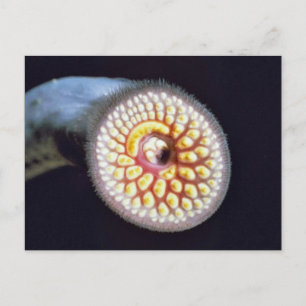 Carte Postale Lamproie de mer