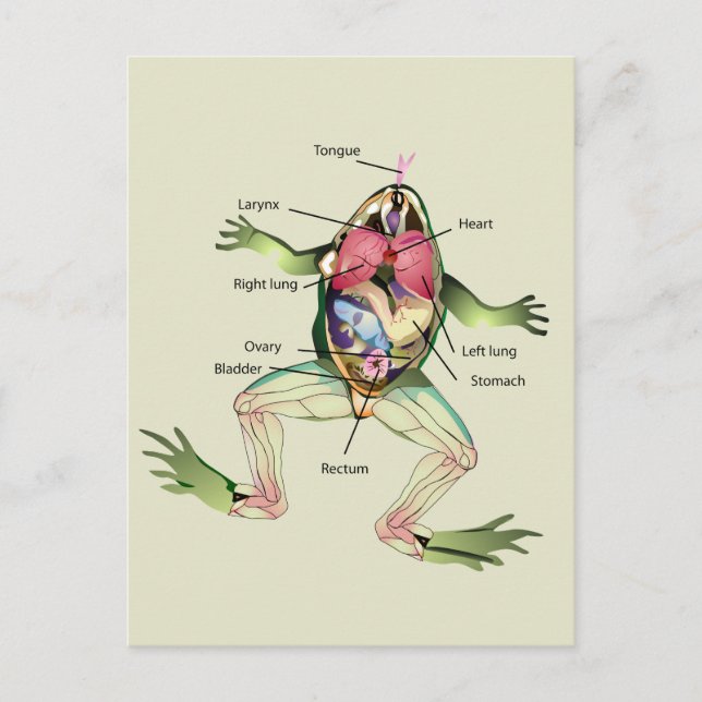 Carte Postale L'anatomie de la grenouille (Devant)