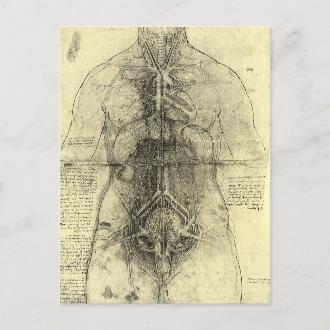 Carte Postale L'anatomie humaine de Léonard de Vinci, Torse fémi (Devant)