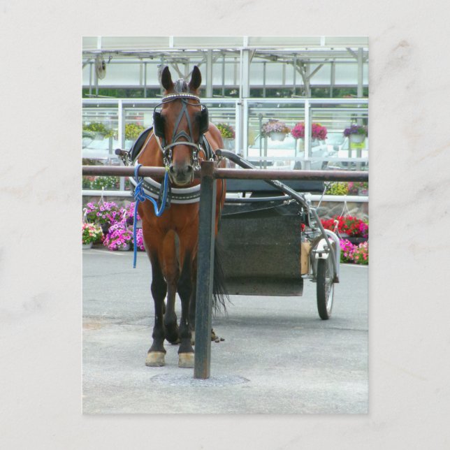 Carte Postale Lancaster Horse (Devant)