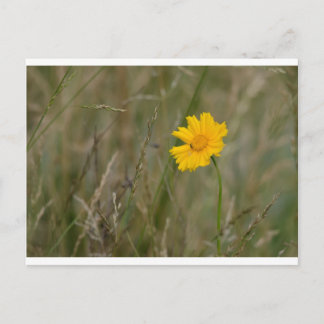 Carte Postale Lanceleaf Coreopsis