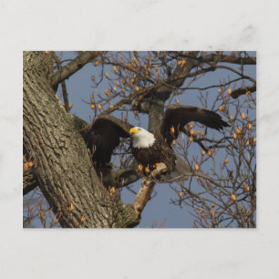 Carte Postale Lancement de l'aigle chauve