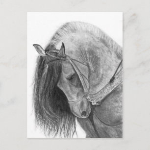 Carte Postale L'andalou