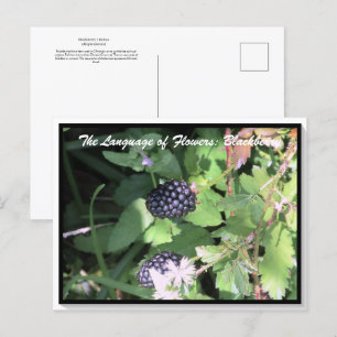 Carte Postale Langage des Fleurs La Ronce