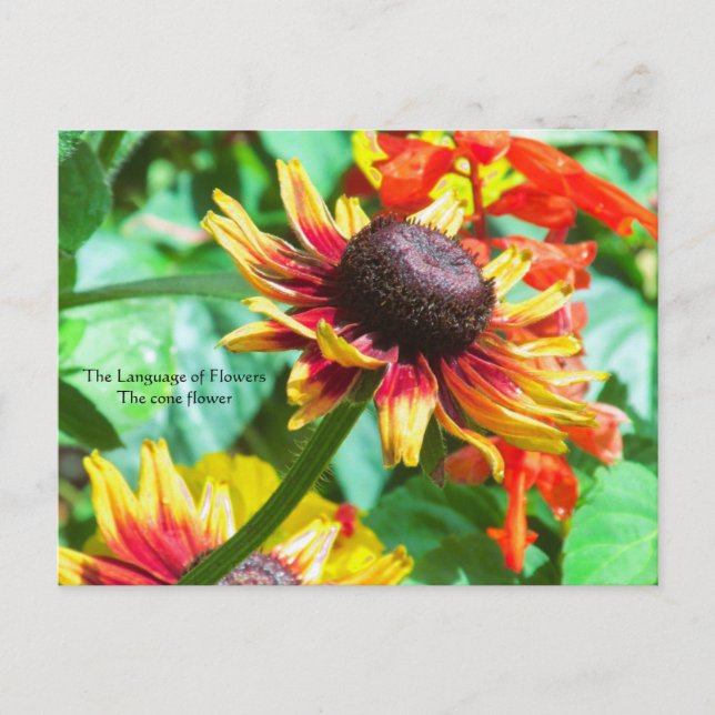 Carte Postale Langue des Fleurs la Rudbeckie (Devant)