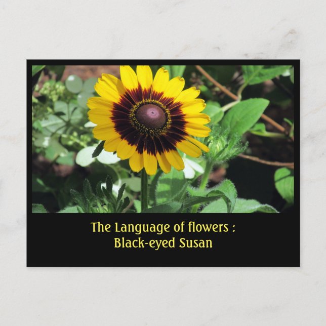 Carte Postale Langue des fleurs : Susan à oeil noir (Devant)