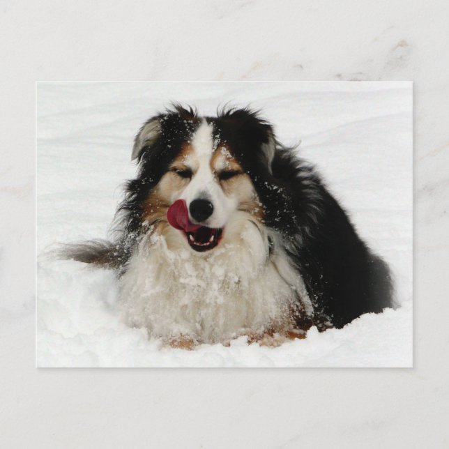 Carte Postale Langue du chien australien (Devant)