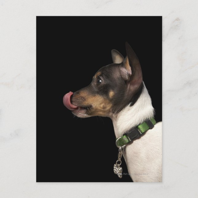 Carte Postale Langue du Terrier noir et blanc (Devant)
