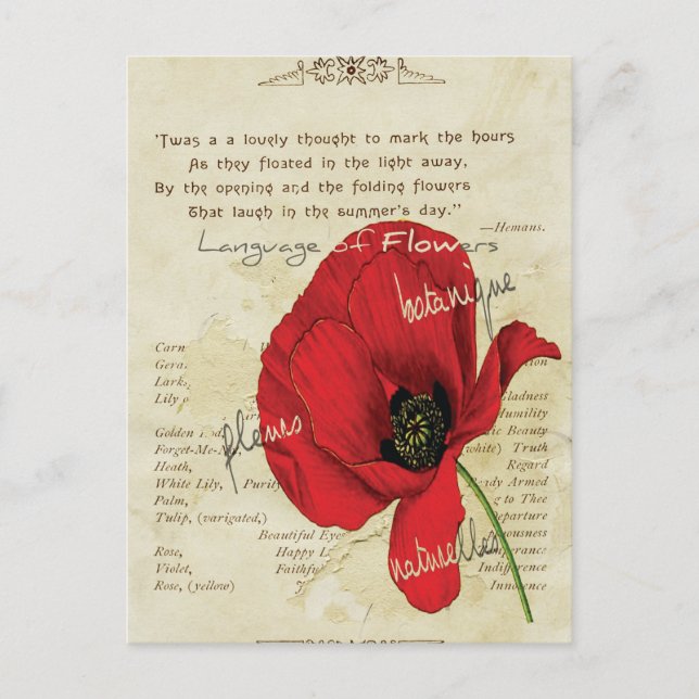 Carte Postale Langue victorienne des fleurs (Devant)