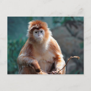 Carte Postale Langur Singe Faune Photo Animal