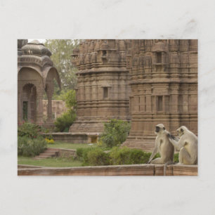 Carte Postale Langurs d'Hanuman ou langurs à face noire, communs