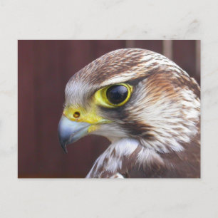 Carte Postale Lanner Falcon