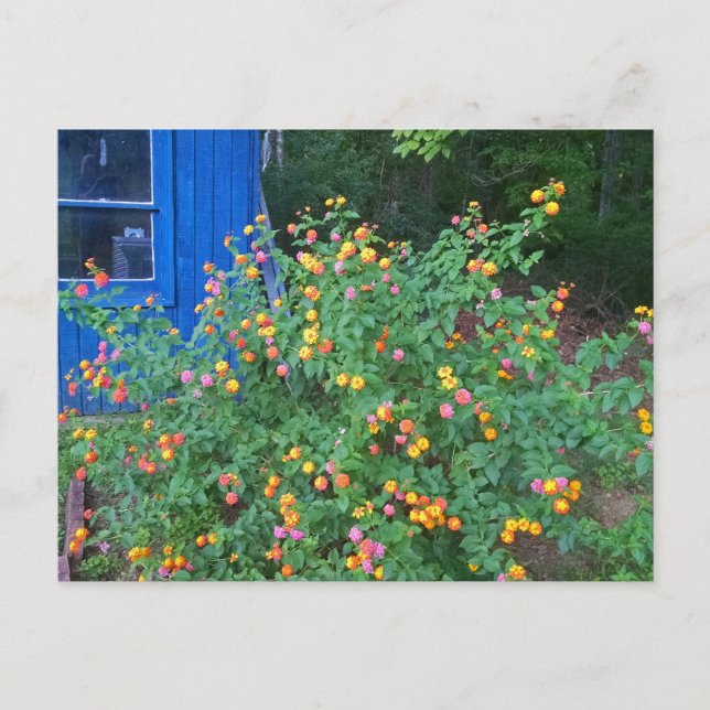 Carte Postale Lantana Bush (Devant)