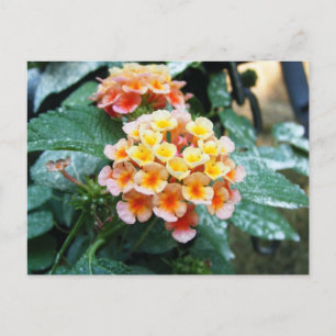 Carte Postale Lantana jaune et orange