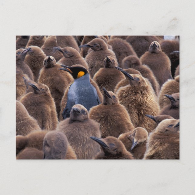 Carte Postale L'Antarctique, île du sud de la Géorgie, pingouins (Devant)