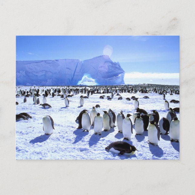Carte Postale L'Antarctique, péninsule antarctique, mer de (Devant)