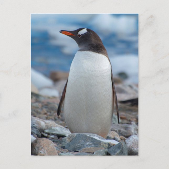 Carte Postale L'Antarctique. Port de Neko. Pingouin de Gentoo (Devant)