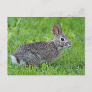 Carte Postale Lapin