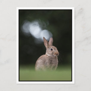 Carte Postale Lapin