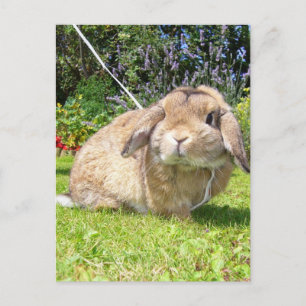 Carte Postale Lapin à oreille Brown laquée avec lavande