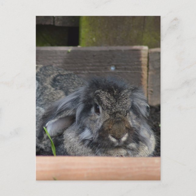 Carte Postale Lapin à oreilles de lop (Devant)