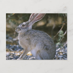 Carte Postale Lapin à queue noire