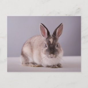 Carte Postale lapin, arrière - plan simple, animal, table blanch