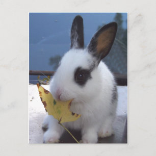 Carte Postale Lapin avec feuille