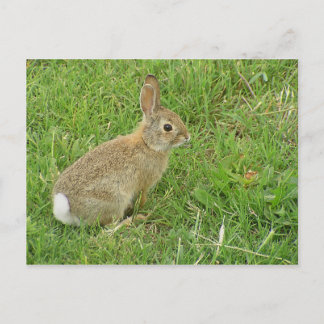Carte Postale Lapin Bébé Sur La Pelouse