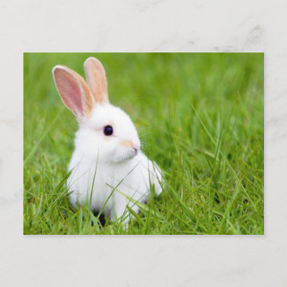 Carte Postale Lapin blanc