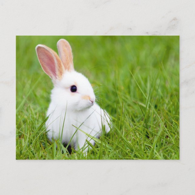 Carte Postale Lapin blanc (Devant)