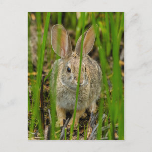 Carte Postale Lapin Cottontail du désert