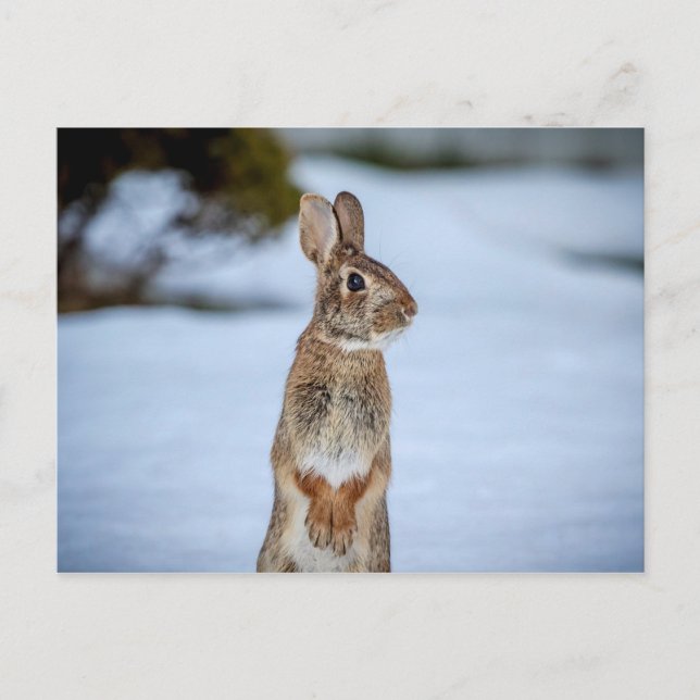 Carte Postale Lapin dans la neige (Devant)