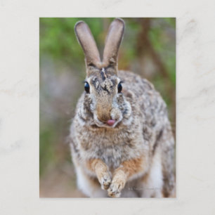 Carte Postale Lapin de coton du Texas
