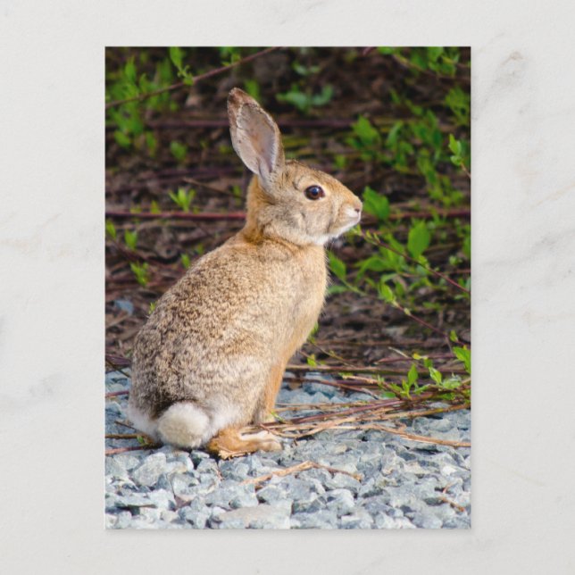 Carte Postale Lapin de Cottontail du désert (Devant)