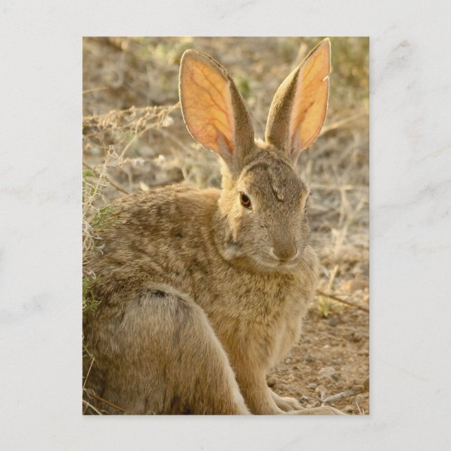 Carte Postale Lapin de Cottontail du désert (Devant)
