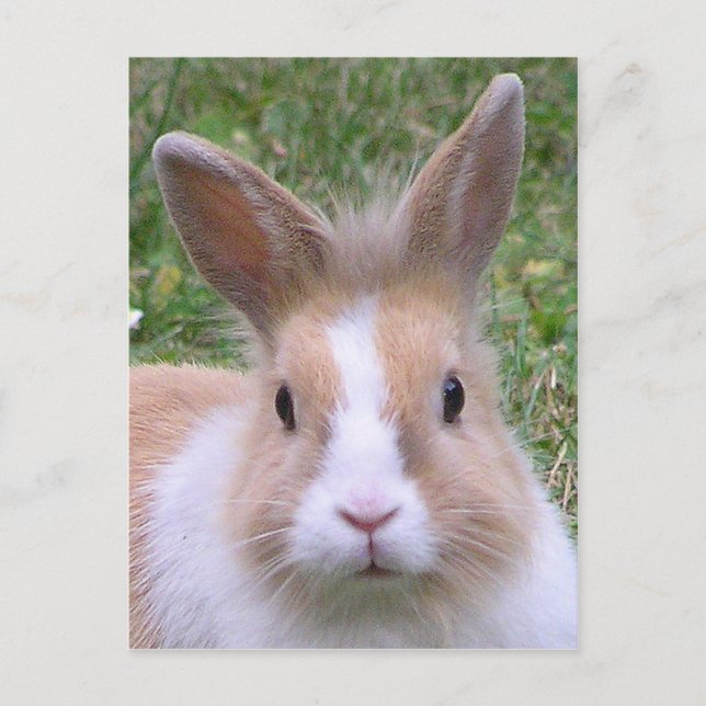 Carte Postale lapin doux (Devant)