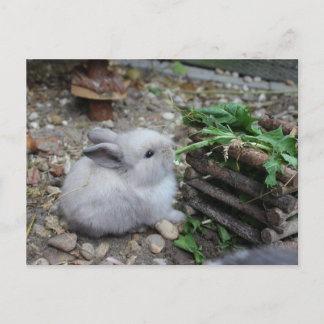Carte Postale Lapin doux, lapin de bébé qui mange :)