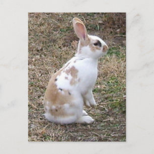 Carte Postale Lapin Entouré