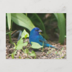 Carte Postale lapin indigo