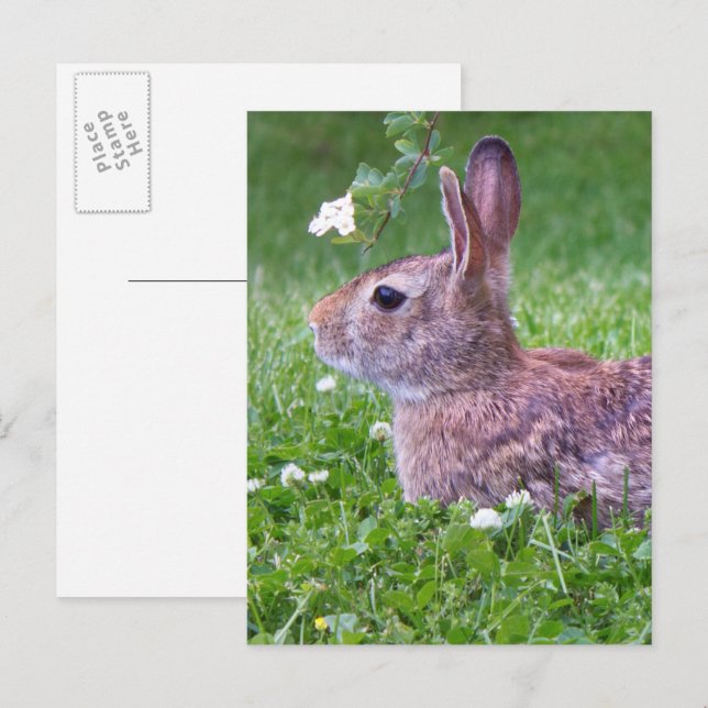 Carte Postale Lapin lapin dans la photographie d'animaux d'herbe (Devant / Derrière)