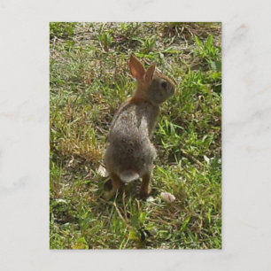 Carte Postale Lapin Lapin Lièvre Stups