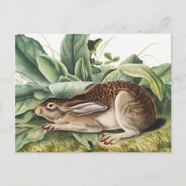 Carte Postale Lapin lièvre à queue noire (Lepus negricaudatus) (Devant)
