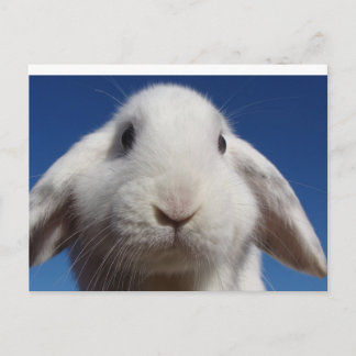 Carte postale Lapin Lop Blanc