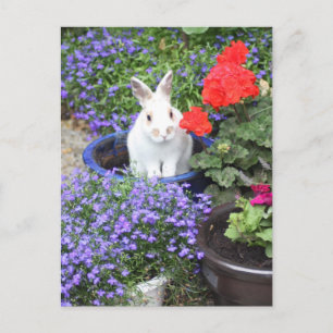 Carte Postale Lapin mis en pot