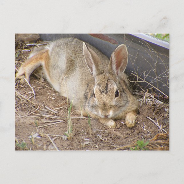 Carte Postale Lapin moelleux (Devant)