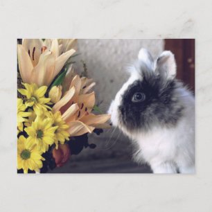 Carte Postale Lapin nain noir et blanc