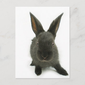 Carte Postale lapin noir