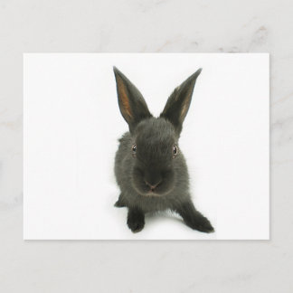 Carte Postale lapin noir