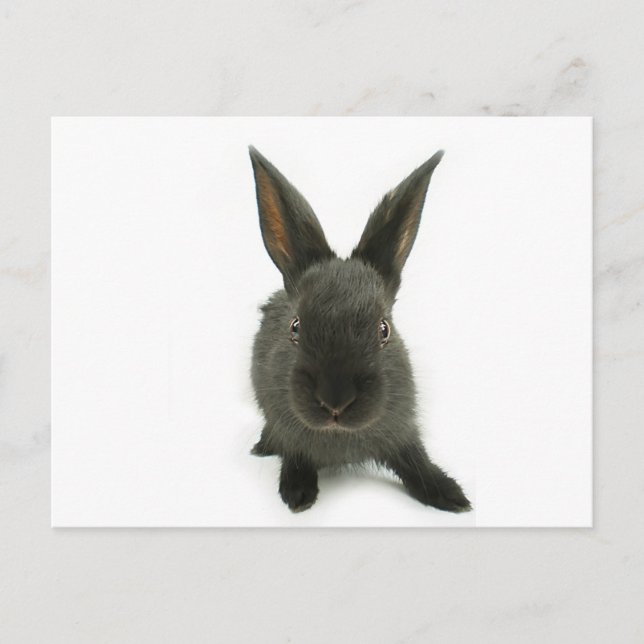 Carte Postale lapin noir (Devant)